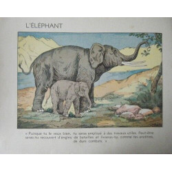 LITHOGRAPHIE COULEUR 19ème ELEPHANT ET SON PETIT